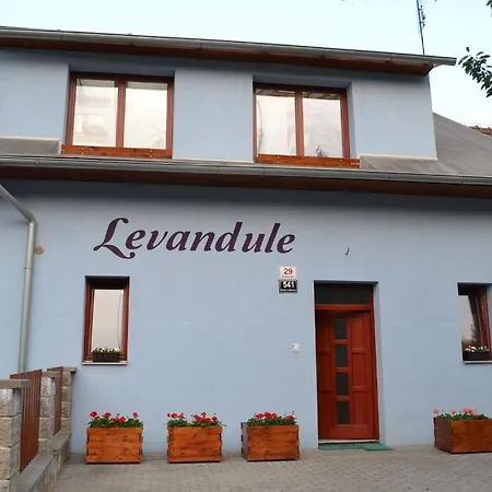 Levandule Brno